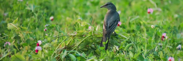 Pack More Birds Into Every Acre