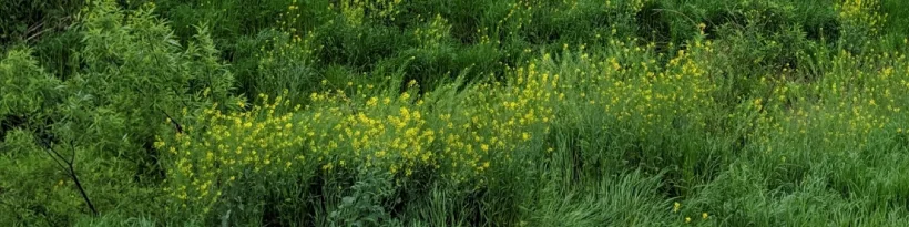 Give Your Soil A Fresh Start