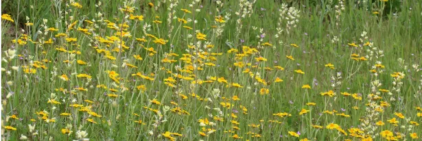 Break Disease Cycles For Good