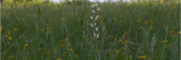 Protect Your Next Crop Between Successions