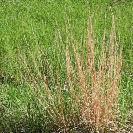 thumbnail image 2 of Whole Oats With Hull – Cat Pet Grass, Deer Turkey Food Plot, Microgreens Seeds 2 of 5