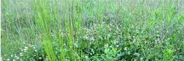 Steady, High-Quality Feed All Season