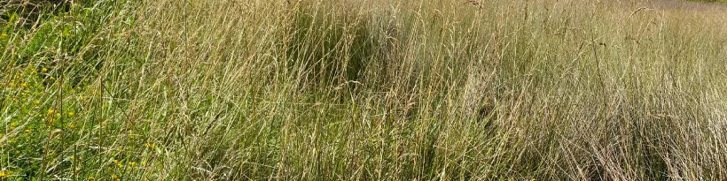 More Feed From Every Irrigated Acre