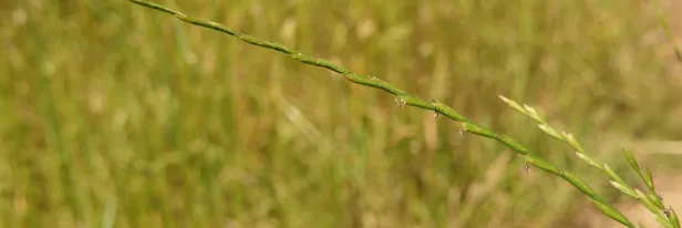 Pasture So Good It Replaces Hay