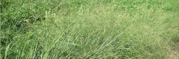Big-Bird Action In Small Plots