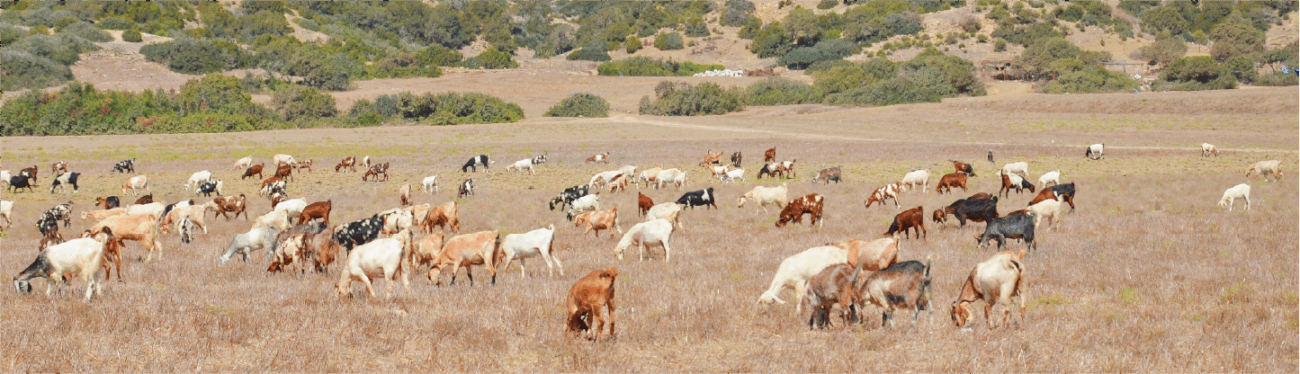 A farmer inspecting a field of tall green forage plants.