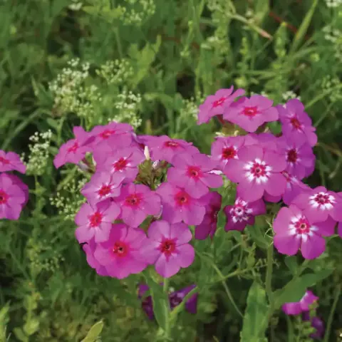 Drummond Phlox Seeds