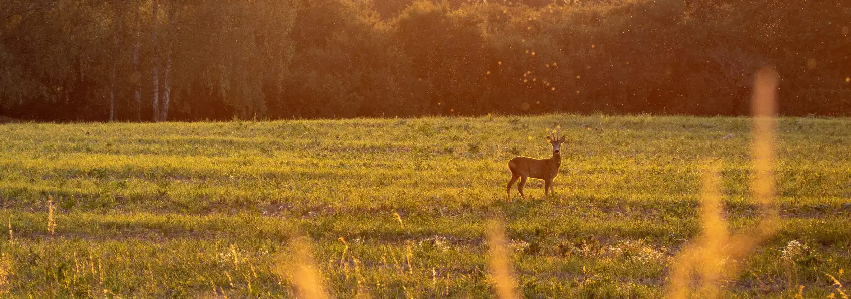 thumbnail image 2 of Whole Oats With Hull – Cat Pet Grass, Deer Turkey Food Plot, Microgreens Seeds 2 of 5