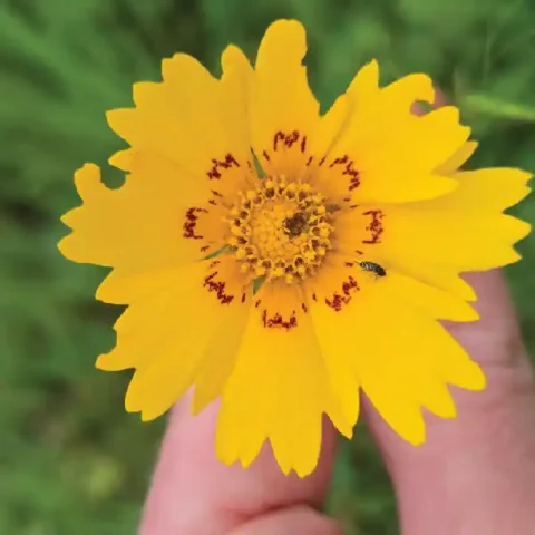 Lance-leaved Coreopsis