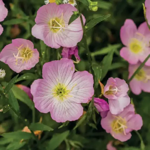 Mexican Primrose (pinkladies)