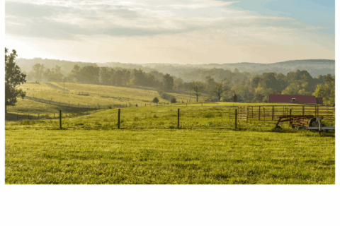 Best Pasture Seed for Sheep & Goats (2026)