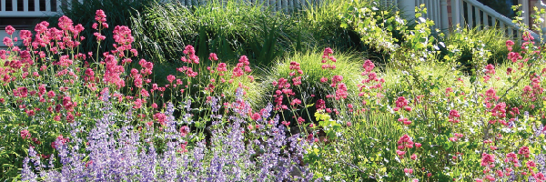 Why Not Use Some of Your Yard for a Vegetable Garden?