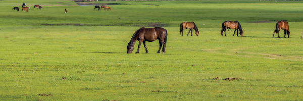 Pasture Seed