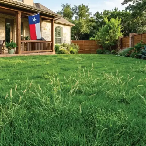 Texas-Native-Lawn-Mix