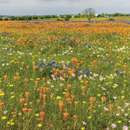 Texas Native Wildflower Mix