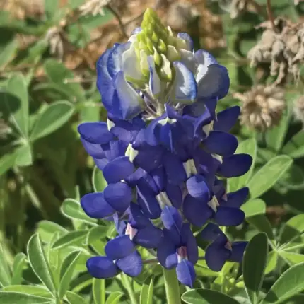 Texas Bluebonnet