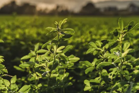 Multi-Species Cover Crop Mixes Explained: Why Single Species Are Leaving Performance on the Table