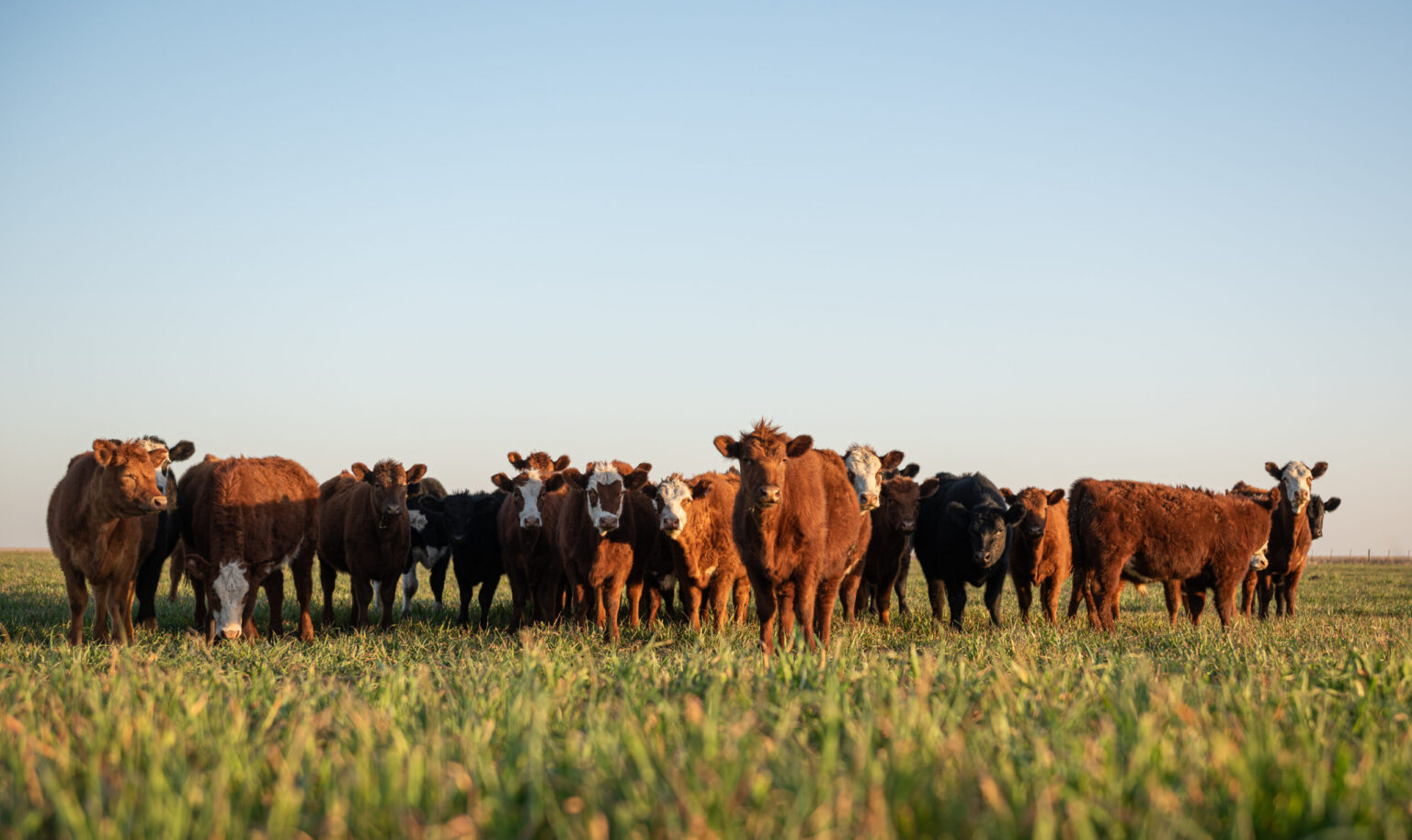 Top Cattle Grazing Seed Mixes for Weight Gain & Forage Yield