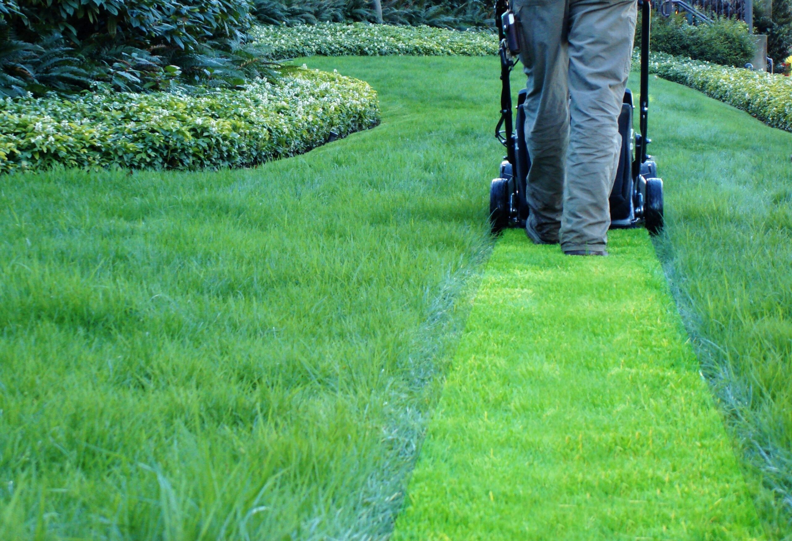 Lawn Care Basics for New and Experienced Home Owners