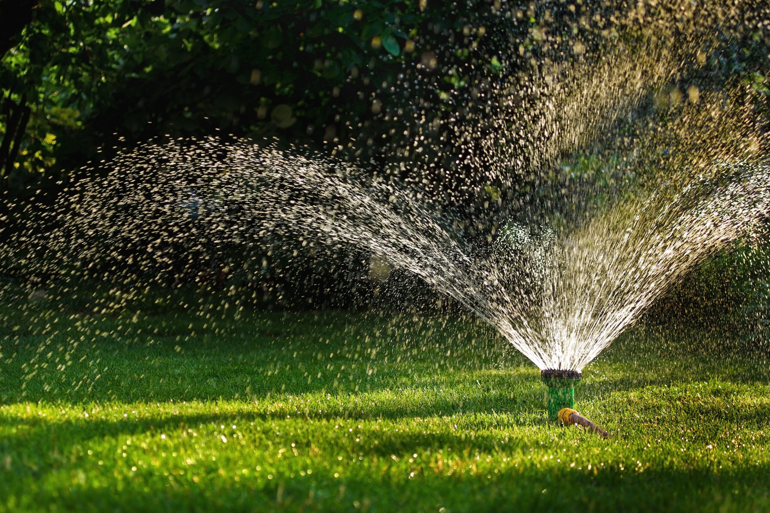 How Often Should You Water New Grass Seed