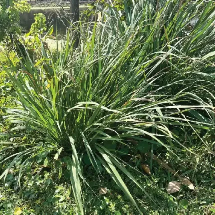 Fakahatchee Grass