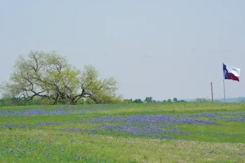 Texas Xeriscape Guide