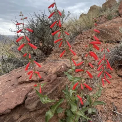 Scarlet penstemon (Penstemon barbatus or similar) with vivid red tubular flowers growing among red sandstone rocks in a rugged, arid hillside habitat.