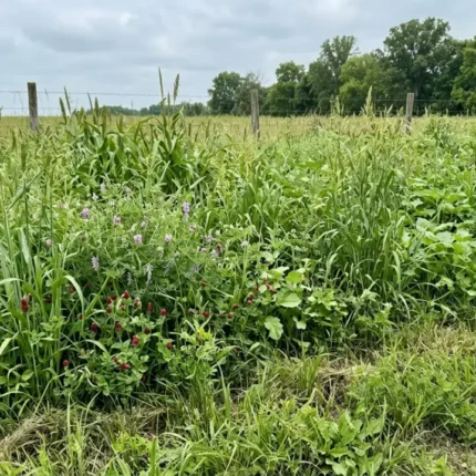 A lush agricultural field in full summer growth, showing tall green corn stalks in the background alongside dense, low-growing soybean plants in the foreground, under a clear blue sky