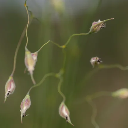 Macro close-up of drooping, pendant seed capsules of a native grass or wildflower on delicate curved stems against a soft green bokeh background.