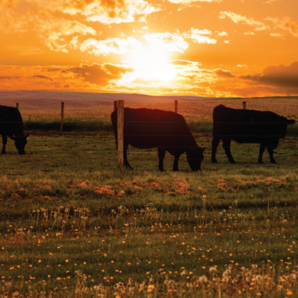 SouthernPasture