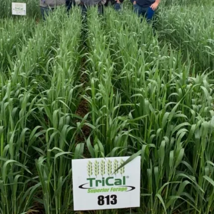 A lush field of TriCal 813 hexaploid triticale forage crop with a branded sign in the foreground, with researchers standing in the background.