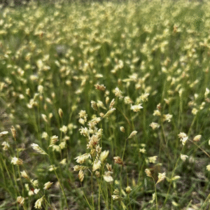Drought-tolerant buffalograss lawn in dry summer landscape