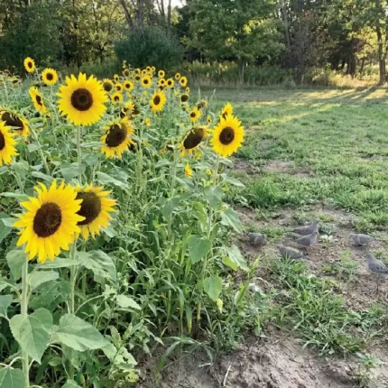 Dove-Food-Plot
