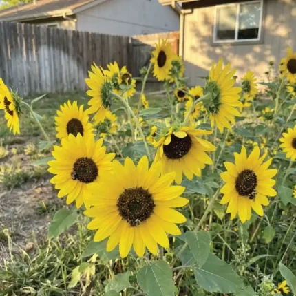 Sunflower