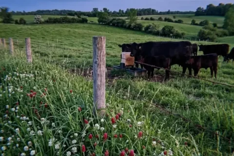 Frost Seeding Clover Into Pasture Without a Drill