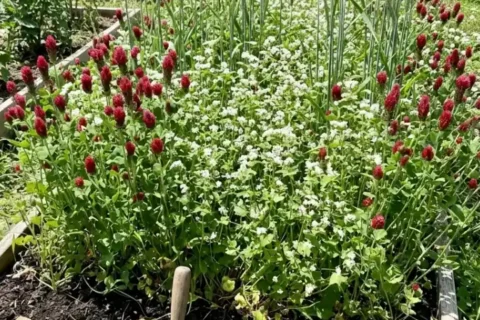 Soil Builder or Weed Smother, Choosing a Cover Crop Kit